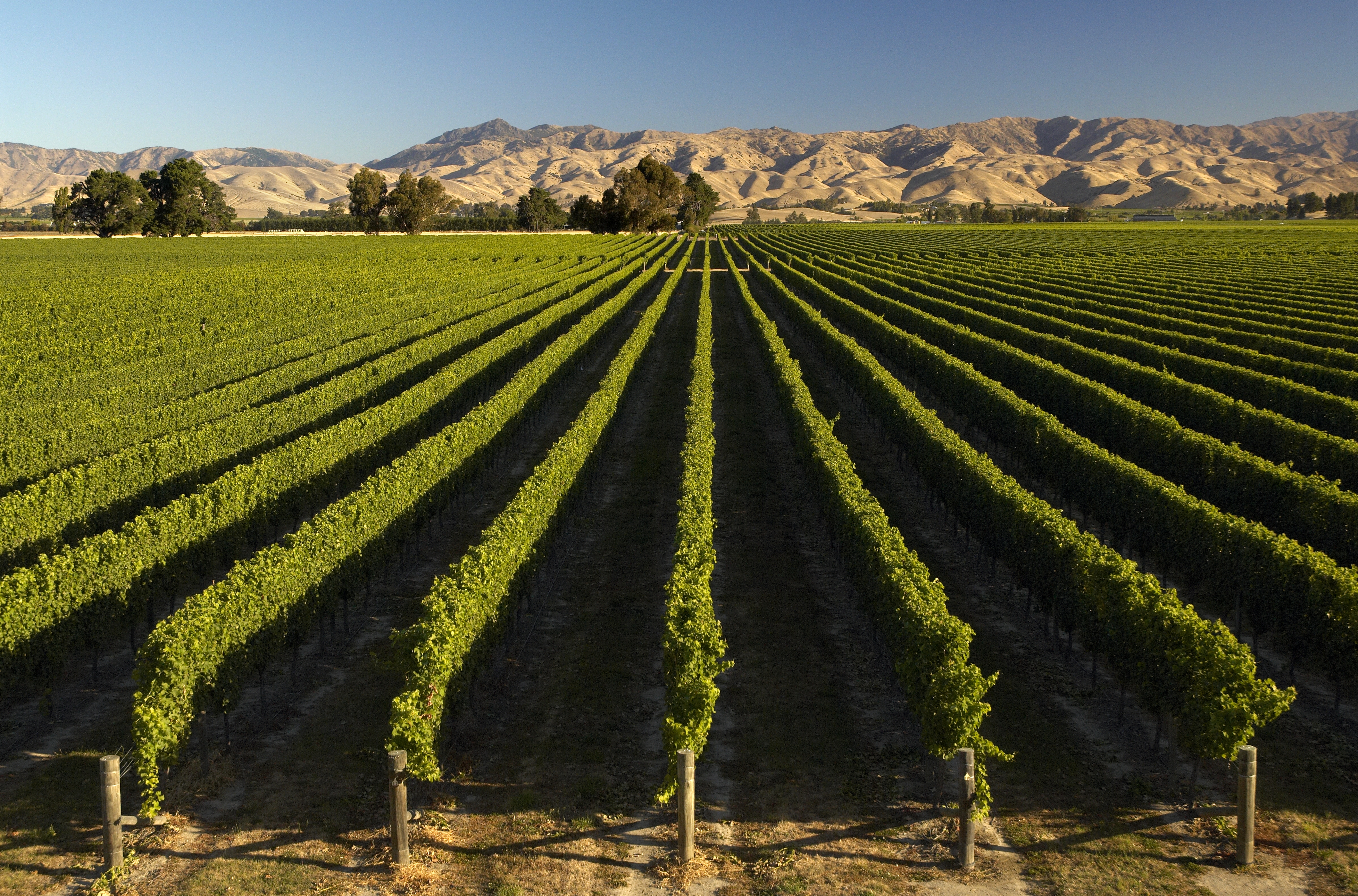 Marlborough Vineyard 2