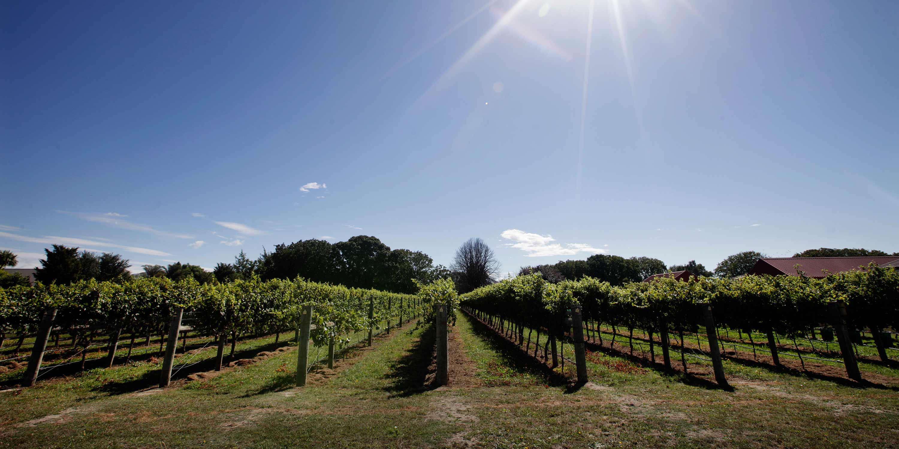 marlborough vineyard