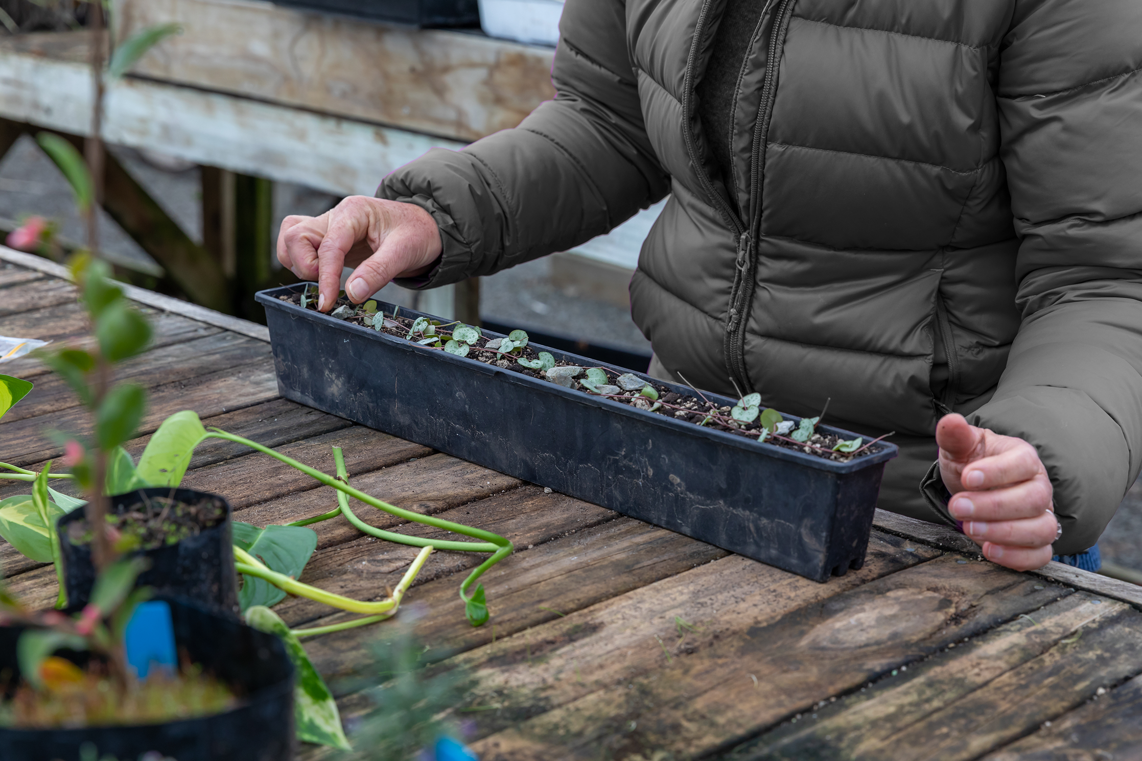 Plant sale